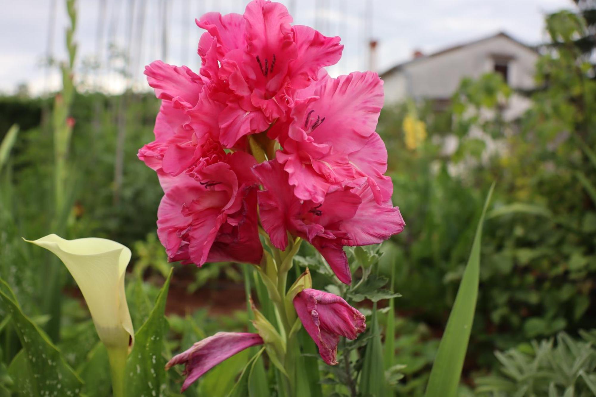 Garden Villa Štanjel Εξωτερικό φωτογραφία